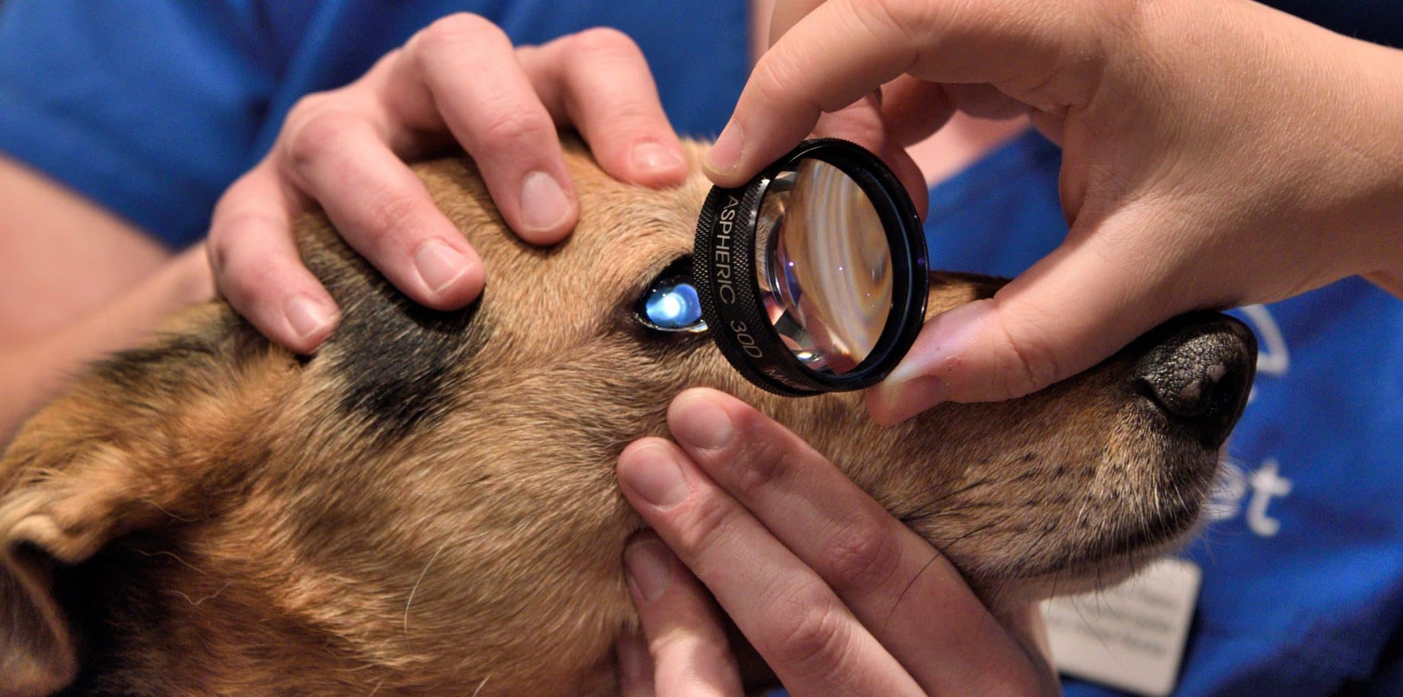 Medications Pet Owners Eye Vet