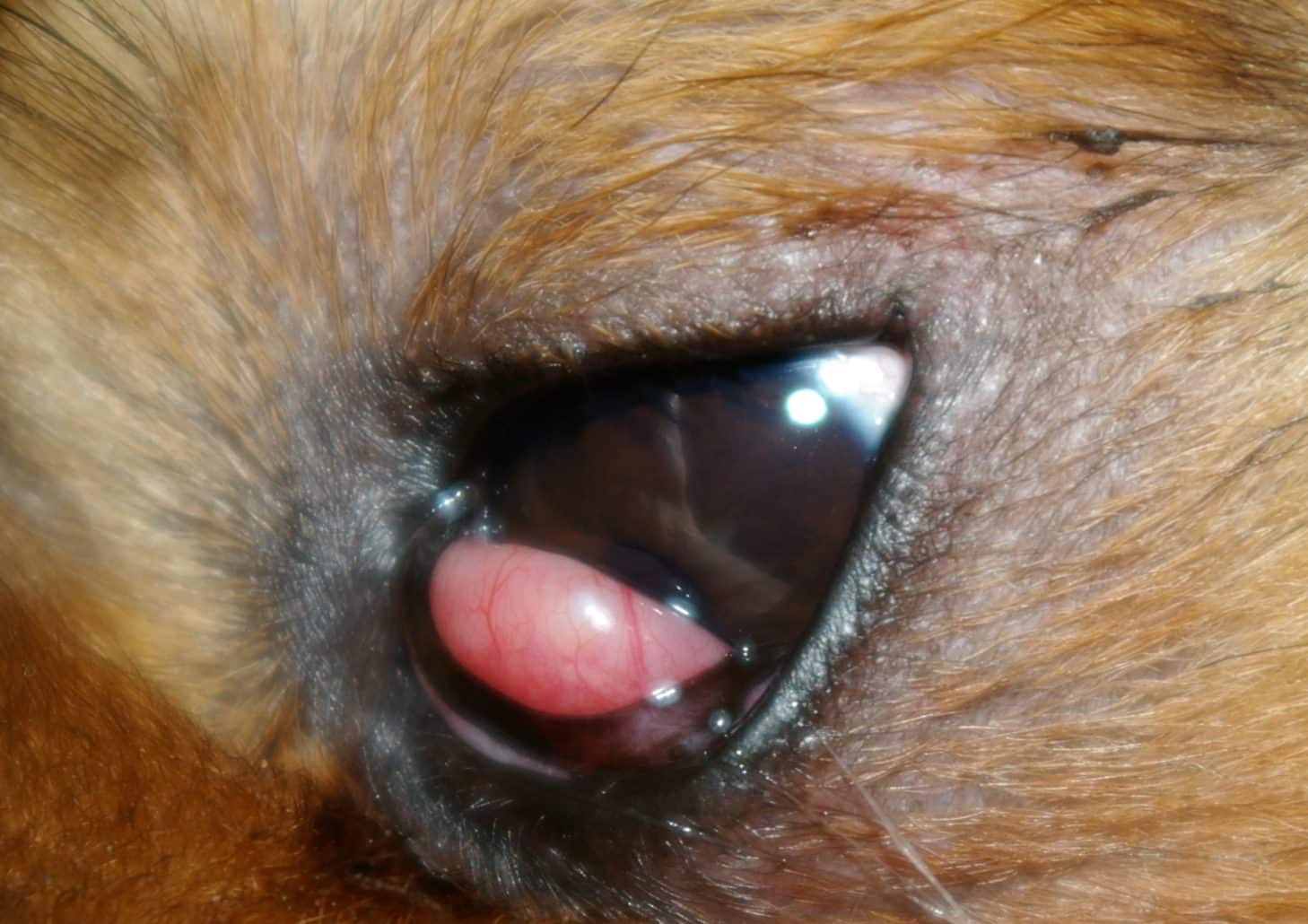 is dog cherry eye contagious