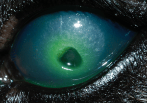 corneal-ulcers