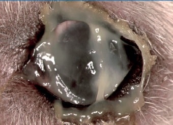 Dry Eye Vet Professional Eye Vet