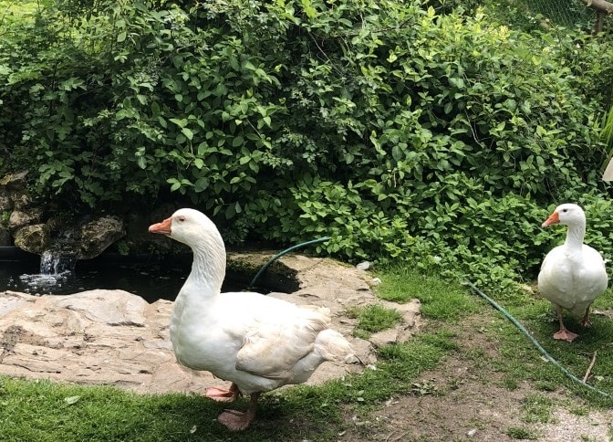 Dougal and Olive 2021 Dougal and Olive 2021