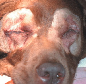 Dog eye best sale surgeon