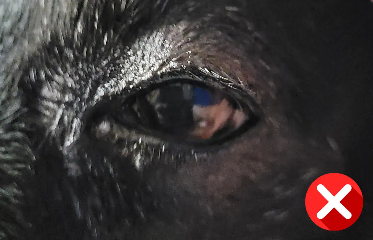 animal eye zoomed in - red cross in bottom right corner