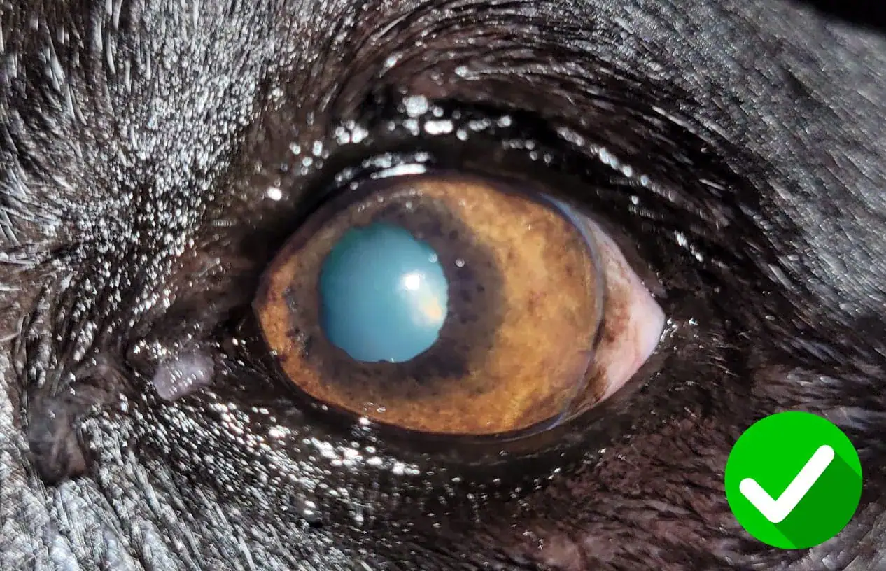 animal eye zoomed in - green tick in bottom right corner